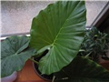 adam (alocasia)